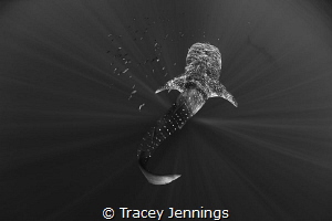 Whaleshark by Tracey Jennings 
